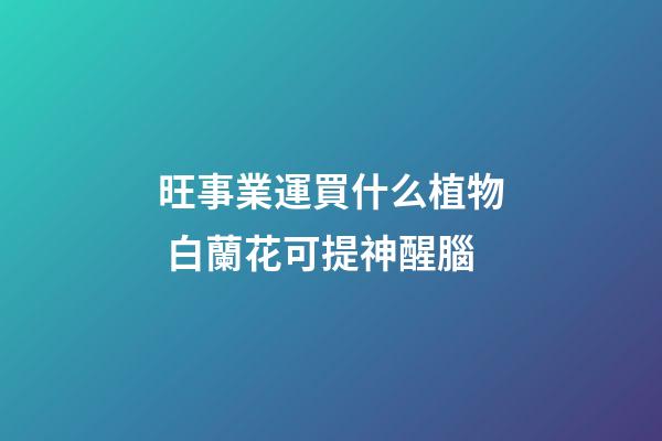 旺事業運買什么植物 白蘭花可提神醒腦